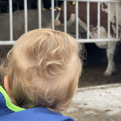 Kühe gucken Kühe gucken